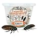 Josh's Frogs Madagascar Hissing Cockroach SEXED PAIR (Gromphadorhina portentosa)
