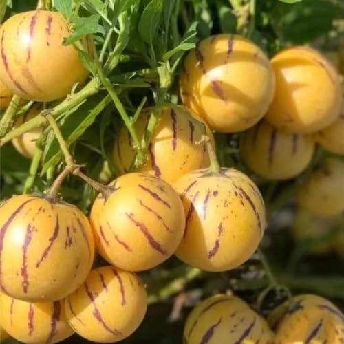 semillas de melón pera Techos verdes, resistentes decoracion sala de estar resistentes al invierno para balcones columnares jardín 55pcs