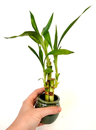 9Greenbox B0043T38OY Live 3 Style Party Set Of 4 Bamboo Plant Arrangement W/Ceramic Vase thumb #5