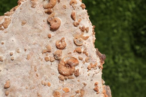 Image of Ammonites & Gastropods Plate Cretaceous Fossils Fossils from Morocco Fossil Rock ammonites Fossil from Morocco A201