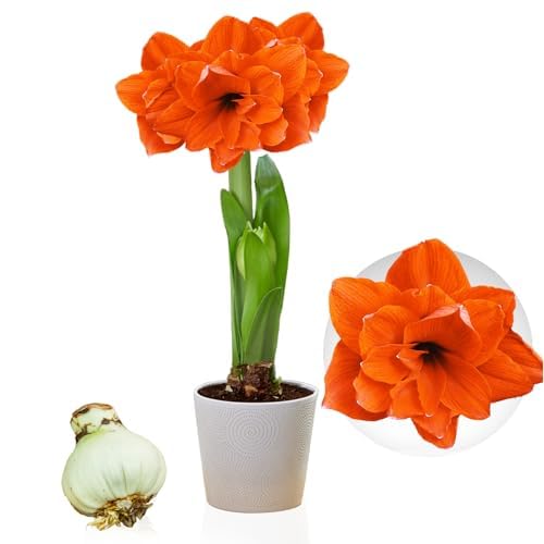 Amaryllis Zwiebel Double Orange - 1 Blumenzwiebel in Großformat 26/30 - Exklusive Zwiebeln - Echte Pflanzen aus Holland - Hippeastrum (keine Samen, Wachs und nicht künstlich)