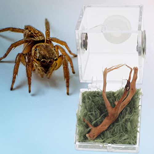 PATKAW Caixas de reprodução de aranhas caixa de répteis de acrílico, inseto, caixa de habitat de ara