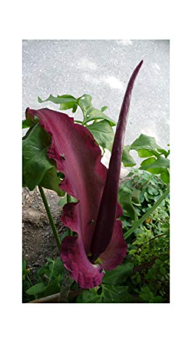 GARTHWAITE NURSERIES® : - Dracunculus Vulgaris Voodoo Lily Bulbs Amorphophallus Aroid Unusual Hardy Garden Perennial