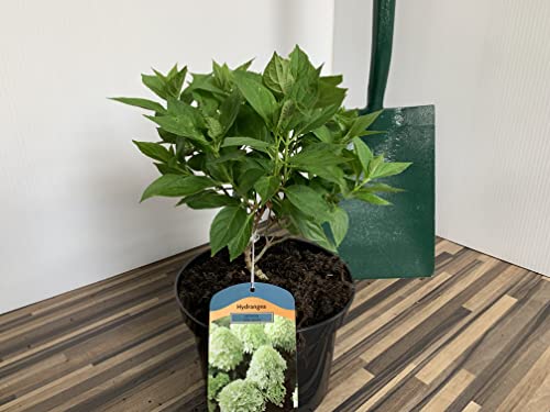 Image of Hydrangea Little Spooky Supplied in a 3 Litre Pot