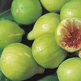 Vivai Decandia Giovanni