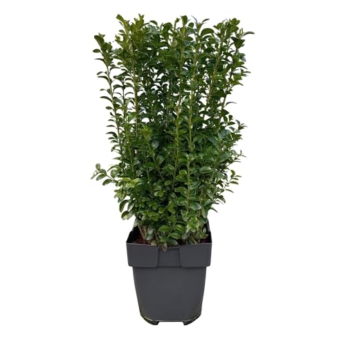 Boj ordinario – Buxus sempervirens – Hoja verde – 6 plantas – Planta de seto – 1 metro lineal – Verde perenne – Maceta 17 cm Altura 45 cm