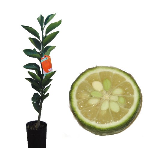 Amazon.co.jp: 柑橘類の苗 【 花柚 （ はなゆず ） 】 2年生苗木 : DIY