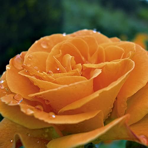 Bare Root Roses Plants 'Scent from Heaven' Climbing Rose Orange Blooms ...