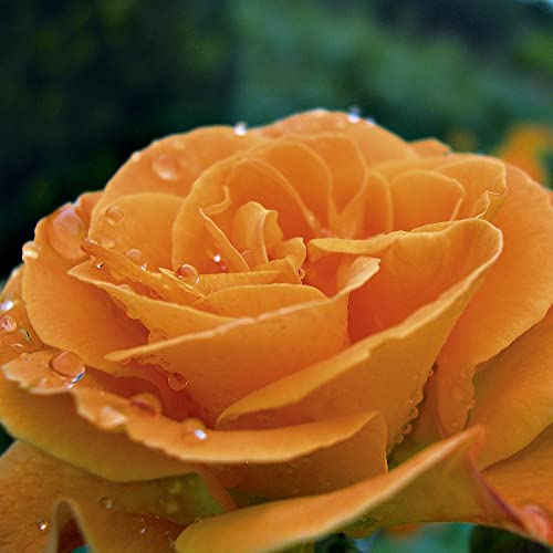 Bare Root Rose Plant 'Precious Amber' Repeat-Flowering Floribunda Rosa Scented Orange Blooms Hardy Shrub Easy to Grow Your Own Garden Flowers Supplied As 1x Bare Roots by Thompson and Morgan