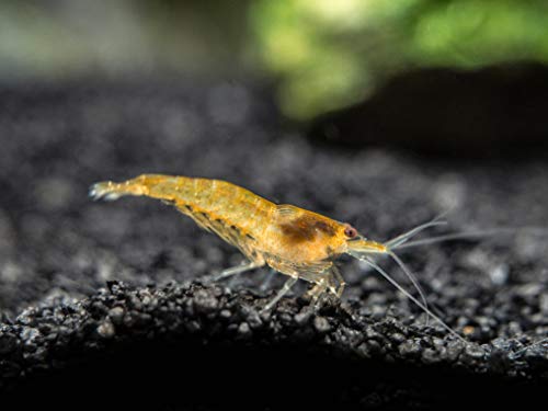 Aquatic Arts 10 Live Orange Sakura Shrimp (Neocaridina davidi) - Breeding Age Young Adults at 1/2 to 1 Inch Long - Thumbnail 7