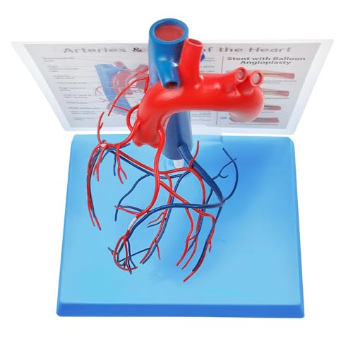 Image of NEW HORIZON Human Heart Model Vascular Heart, Naturally Size, with base Increased sized coronary anatomy depicting the cardiac veins