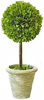 Mills Floral Company Box Topiary, individual, pequeño, 5 x 12