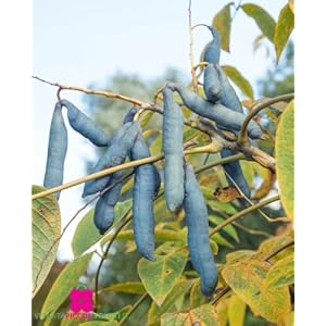 Blauwe vingerplant ‘Decaisnea Fargesi’ – in pot Ø 18 cm – hoogte 70/80 cm