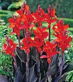 Plantas Perennes Invierno Bulbos De Canna Lily - 4 Unidades, Flores Perennes Resistentes Para Jardín O Maceta Plantas Perennes Jardín