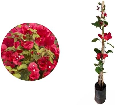 Genérico, Kit 2 Mudas de Primavera Vermelha 20 a 40cm AMK Plantas...