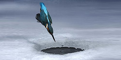 Lentikular Carte Animée Avec Image En Hologramme)/(flip Phoques/phoques «phoque Manque