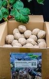 Anhaltiner Meisenknödel 100 Stück ohne Netz mit Insekten Vogelfutter Wildvogelfutter Meisenfutter eigene Produktion in Deutschland hergestellt