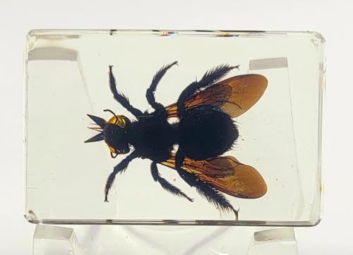 Image of 44mm Real Carpenter Bamboo Bee in Clear Lucite Resin Specimen Preserved Insect Taxidermy Crafts Collection for Biology Science Education & Desk Ornament Display Supplies Decor