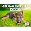 German Shepherd Puppy