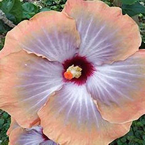 Luojuny Graines d'hibiscus, 50 pièces/sac graines d'hibiscus fleur tropicale décor à la maison vivace en pot bonsaï graines de plantes pour jardin Graines d'hibiscus – vue 5