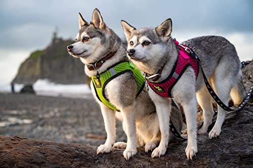 Ecobark Step In Dog Harness Reflective Soft Ultra Padded Mesh Dog Harnesses For Xxs, Xs, Small, And Medium Dogs Eco-Friendly Comfort Secure Halter No Pull Adjustable Pet Vest #TOP4