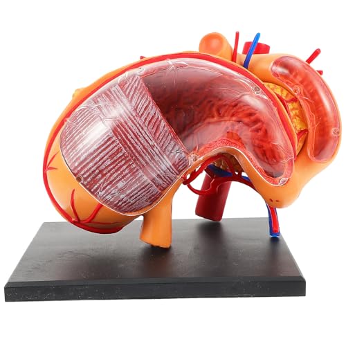 Modèle d'estomac 4D pour ateliers de SVT et révisions de biologie au collège
