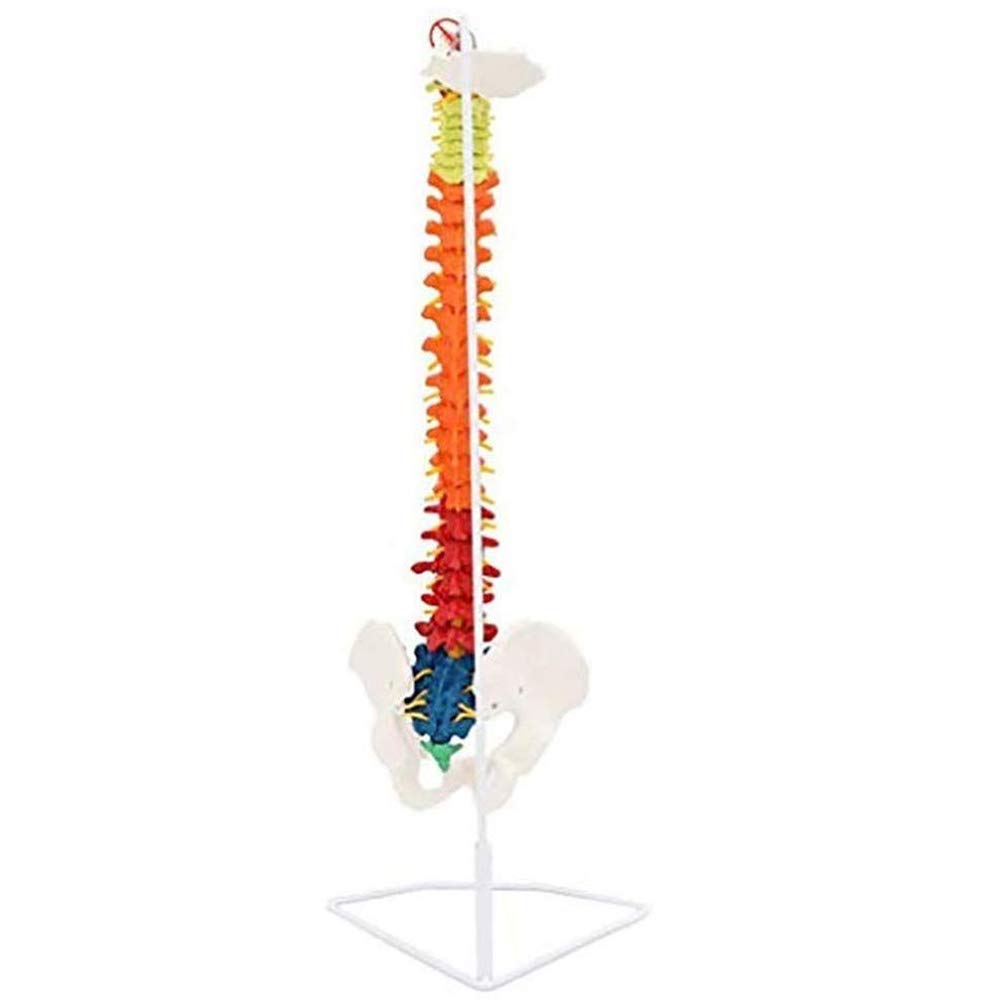 Modello anatomico Umano Colore Colonna della Colonna della Colonna della Colonna della Colonna 80 cm Modello di Colonna di insegnamento Flessibile