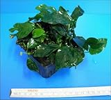 anubias barteri nana blüte  WFW wasserflora MUTTERPFLANZE Zwergspeerblatt/Anubias barteri VAR. Nana