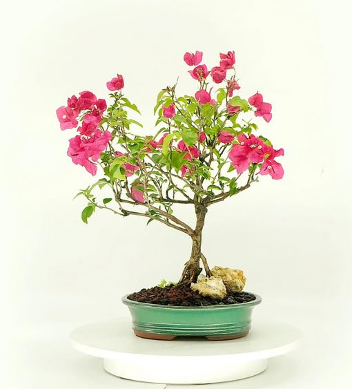 Bougainvillea Bonsai Tree, Grace Collection from Live Bonsai Tree Amazon.in Garden & Outdoors
