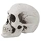 SimpleLife Kunststoff Menschlichen Mini Schädel Dekor Prop Skeleton Kopf Halloween Kaffeebars Ornament
