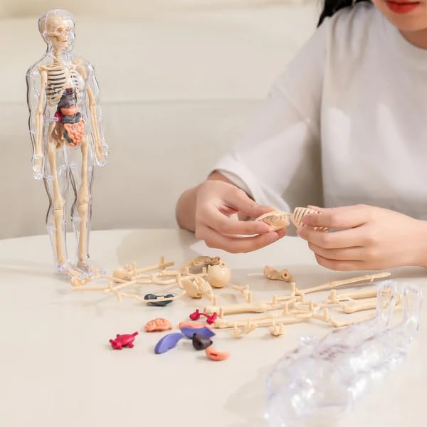AKCredible Human Body Model for Kids - Toys for 6+ Year Old Best Birthday Gift | 3D Human Body Parts Puzzles | DIY Stem Educational Science Project Model for Kids (B0DB8HRYP5) Amazon Price History, Amazon Price Tracker