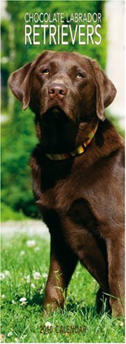 Labrador Retrievers, Chocolate 2010 Slim