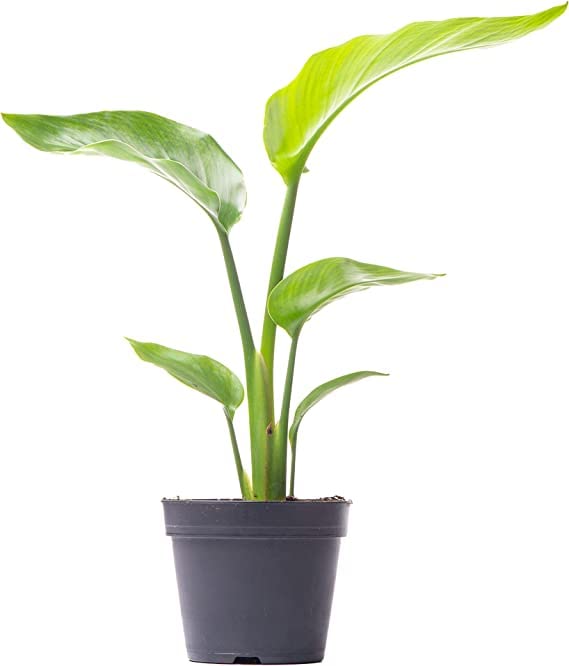 Strelitzia Augusta Natural Platanera Borde Planta Exótica Fácil de Cuidar