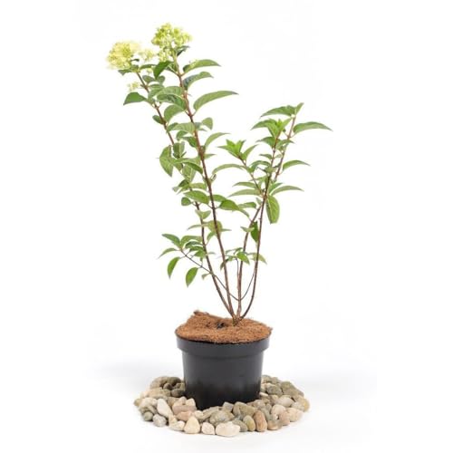 Wald-Hortensie 'Annabelle' Super Sämling