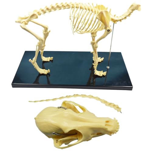 Intbuying S220274FBA Pvc Canine Skeleton Bone Model 19.3 Inchx7.9 Inchx13.8 Inch Standard Size Medical Anatomical Canine Dog Skeleton Model Display Lab Teach Veterinary Animals Animal Anatomical Model thumb #3