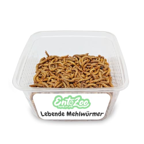 EntoZoo - Lebende Mehlwürmer - Futtertier für Reptilien Vögel Fische & Nagetiere - einzeln entnehmbar frisch proteinreich artgerechte Tierernährung leicht zu füttern 1 Kg