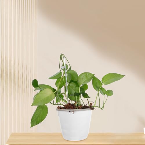 Supports pour orchidées et plantes grimpantes anti-moisissure - 7