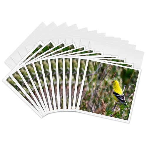 Cartes de vœux pinson en or de qualité supérieure | Lot de 12 pièces 3dRose Gc_318958_2