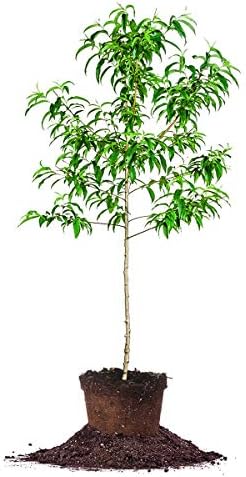 Perfect Plants Santa Rosa Plum Tree Live Plant, Produces Fruit, 4-5ft, Green