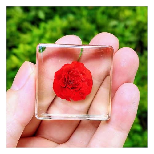 Real Flowers Plant Flower Resin Gel Microscope Observed Green Leaf Specimen Plants Hobby Science Education Products-D