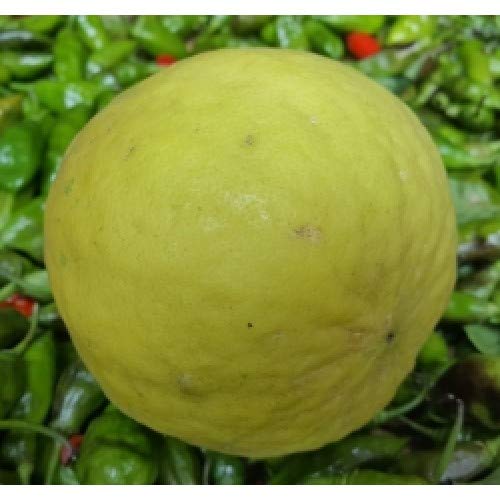 Creative Farmer Live Fruit Plant Lemon (Big) Pickle (Wild Plants Outdoor Rare Exotic Garden Plant(1 Healthy Live Plant)