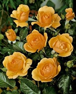 'Amber Queen' -R-, Beetrose im 4 L Container Cover