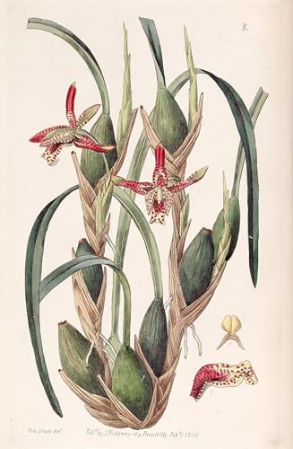 Cuadro Maxillaria Tenuifolia Impresión en Lienzo Famoso para Decoración de Salón 60x90cm