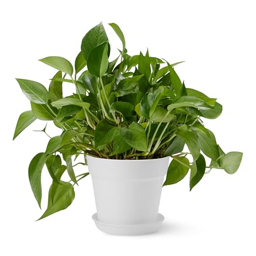 Amazon Basics Blumentopf mit Untersetzer, Pflanzentopf aus Recycelbarem PP, Wasserabflusslöcher, 14,0cm x 14,0cm x 16,0cm, Weiß, 1er-Pack