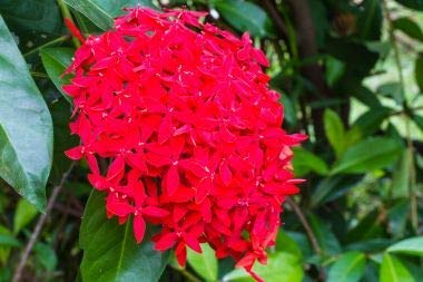 Dark Red (Chethi) Ixora Coccinea Healthy Live Plant (B0B5T6Z7V4) Amazon Price History, Amazon Price Tracker