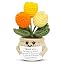 Yellow - Tulip Joy