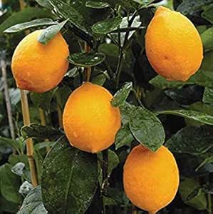 Graines De Mini Citronnier - 10 Pcs/sac - Cultivable Comme Bonsaï Ou Arbre