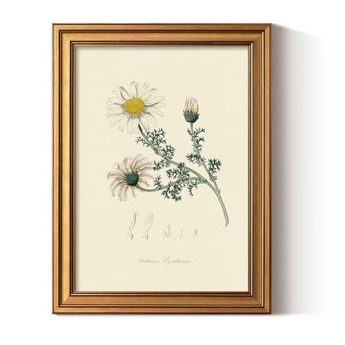 ARPEOTCY Vintage Botanical Wall Art Framed, Antique Floral Illustration with