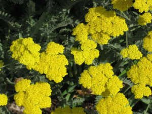 250 semi d'oro, oro giallo YARROW Achillea millefolium Fiore:Seeds