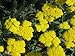 250 GOLD Golden Yellow YARROW Achillea Millefolium Flower Seeds